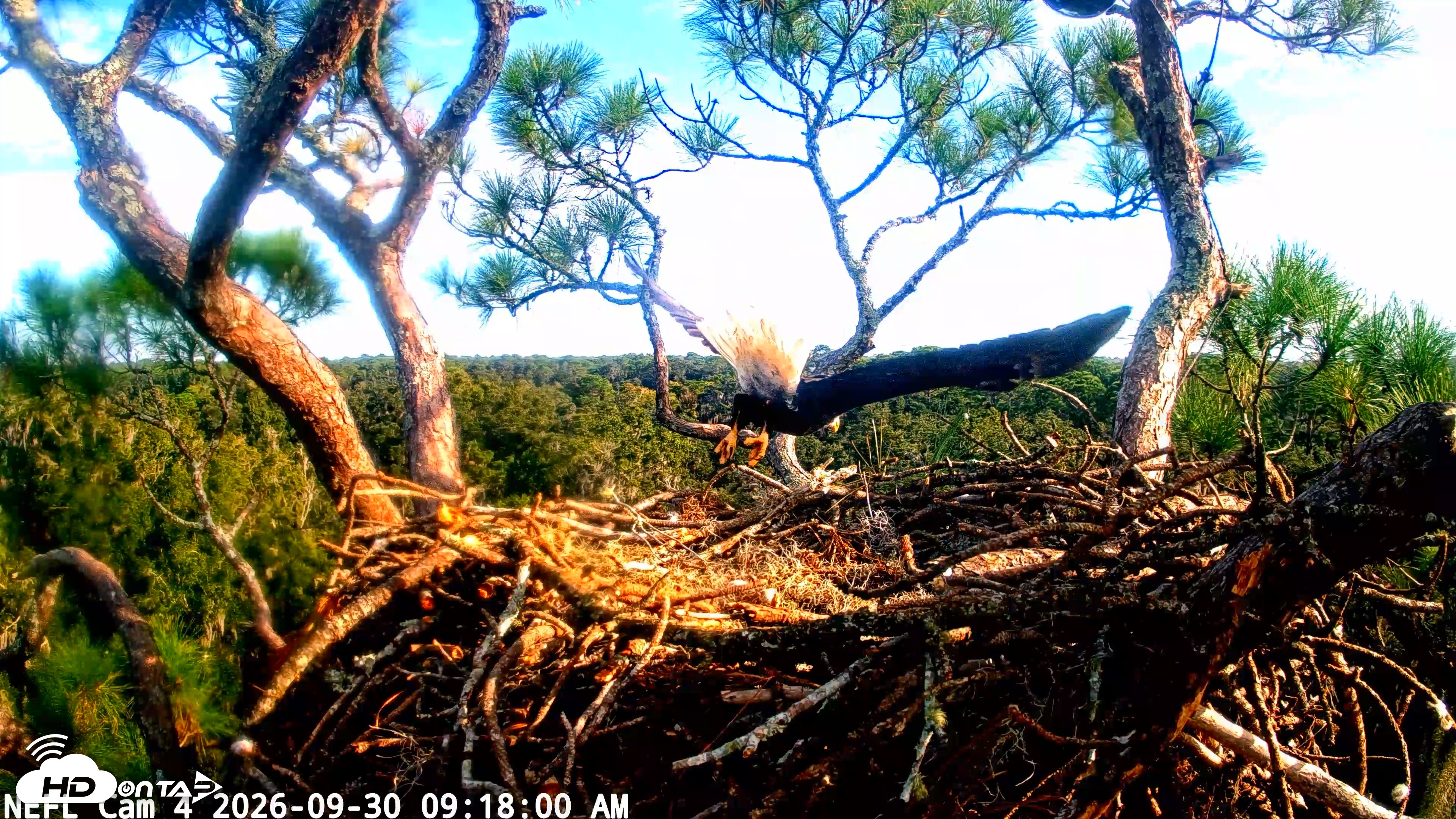 Snapshot of NE Florida Eagles Live Webcam taken Sep 30, 2026, 9:18am EDT