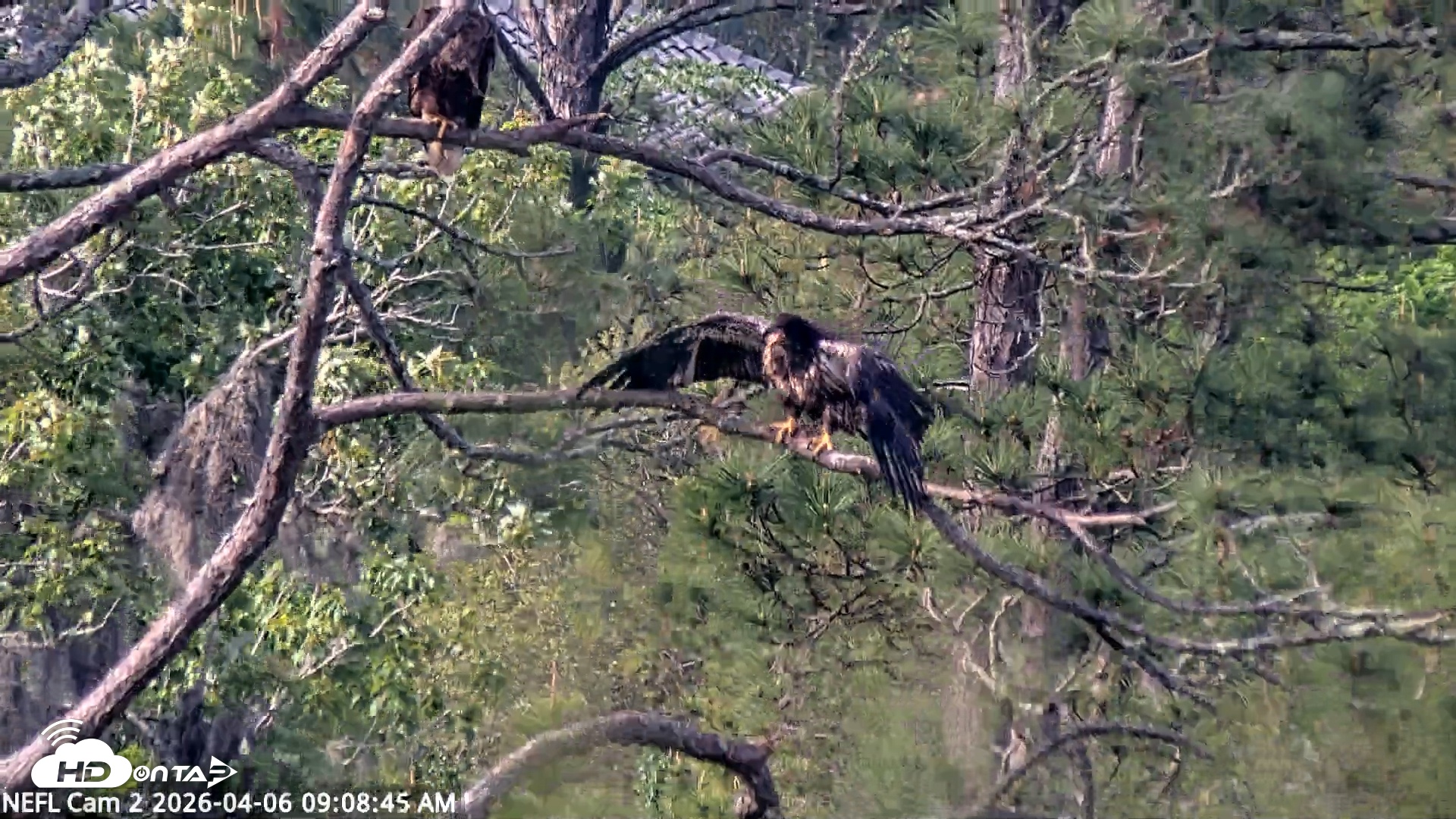 Snapshot of NE Florida Eagles Live Webcam taken Apr 6, 2026, 9:09am EDT