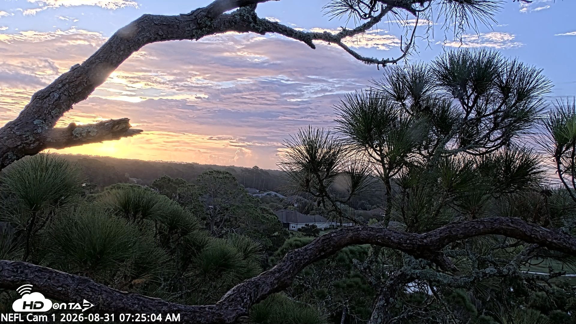 Snapshot of NE Florida Eagles Live Webcam taken Aug 31, 2026, 7:25am EDT