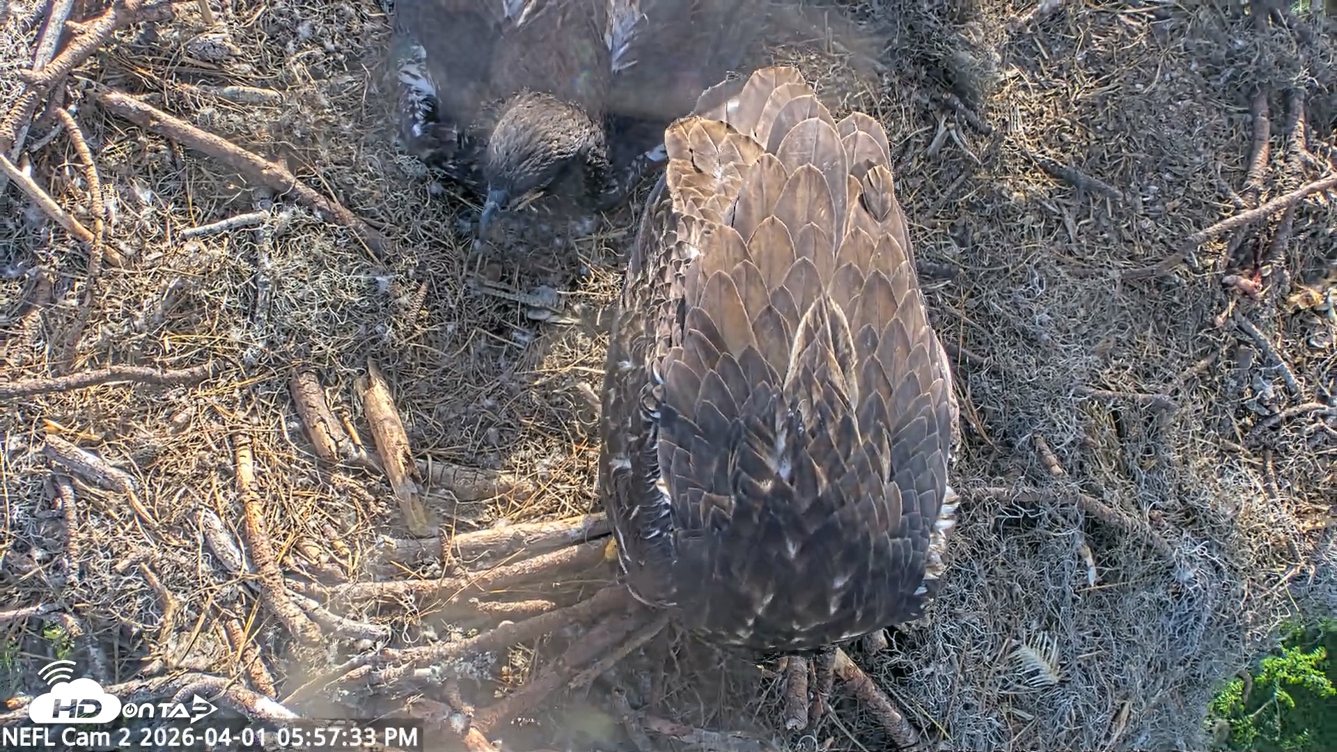 Snapshot of NE Florida Eagles Live Webcam taken Apr 1, 2026, 5:58pm EDT