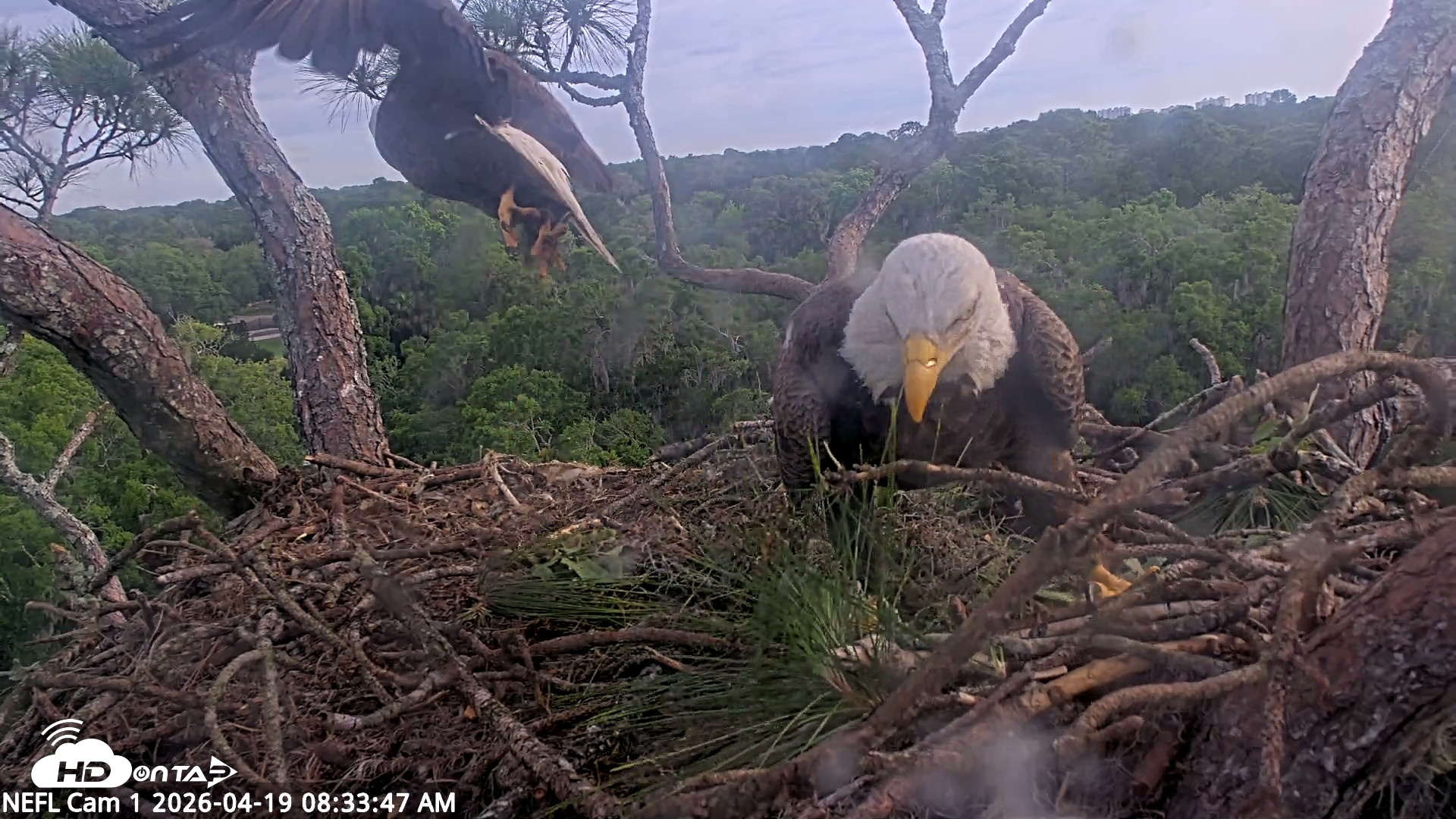 Snapshot of NE Florida Eagles Live Webcam taken Apr 19, 2026, 8:34am EDT