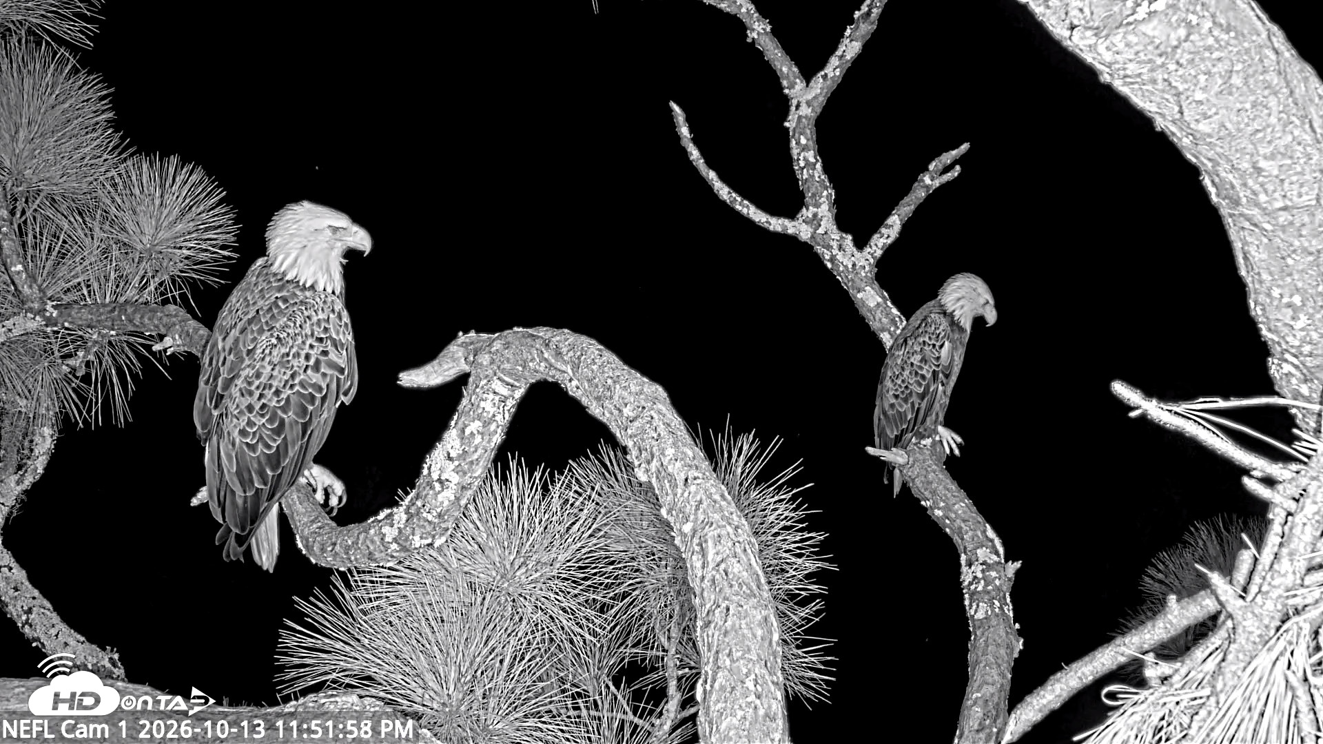 Snapshot of NE Florida Eagles Live Webcam taken Oct 13, 2026, 11:53pm EDT