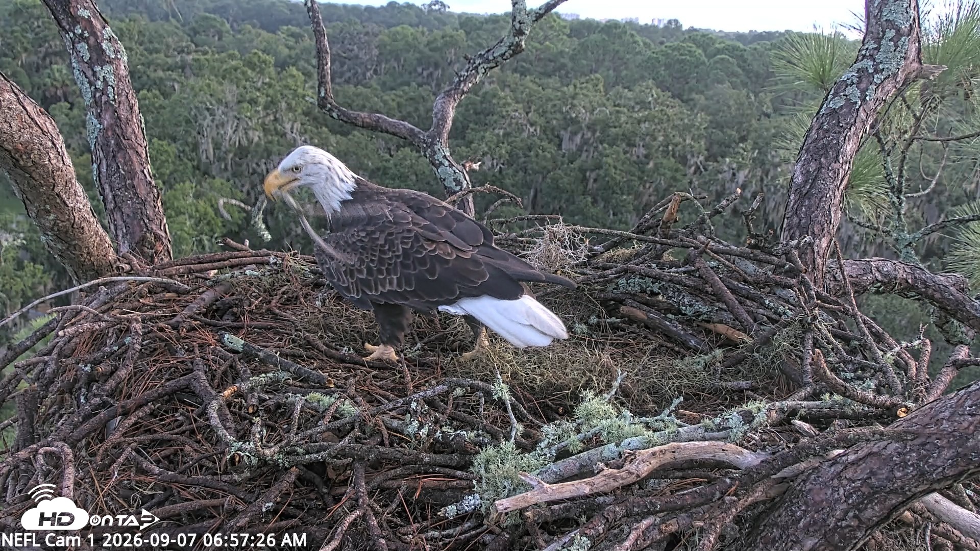 Snapshot of NE Florida Eagles Live Webcam taken Sep 7, 2026, 6:58am EDT