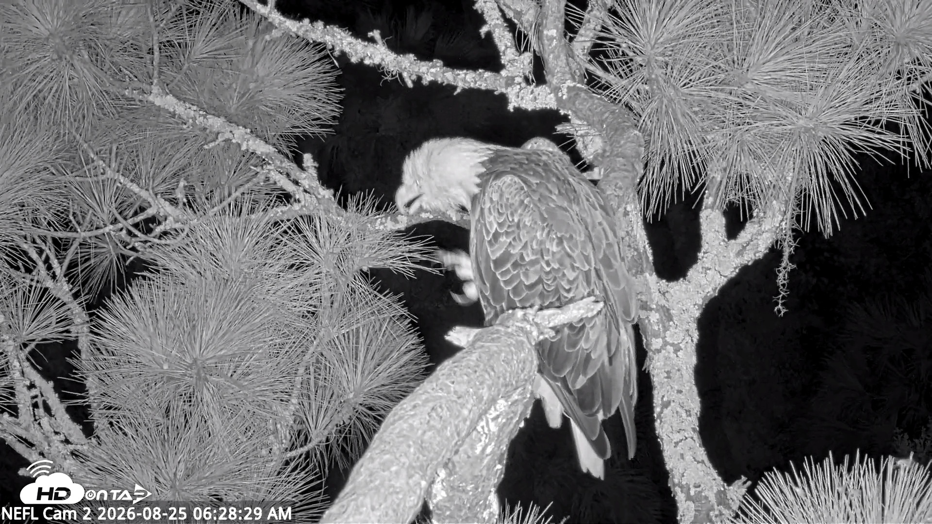 Snapshot of NE Florida Eagles Live Webcam taken Aug 25, 2026, 6:29am EDT
