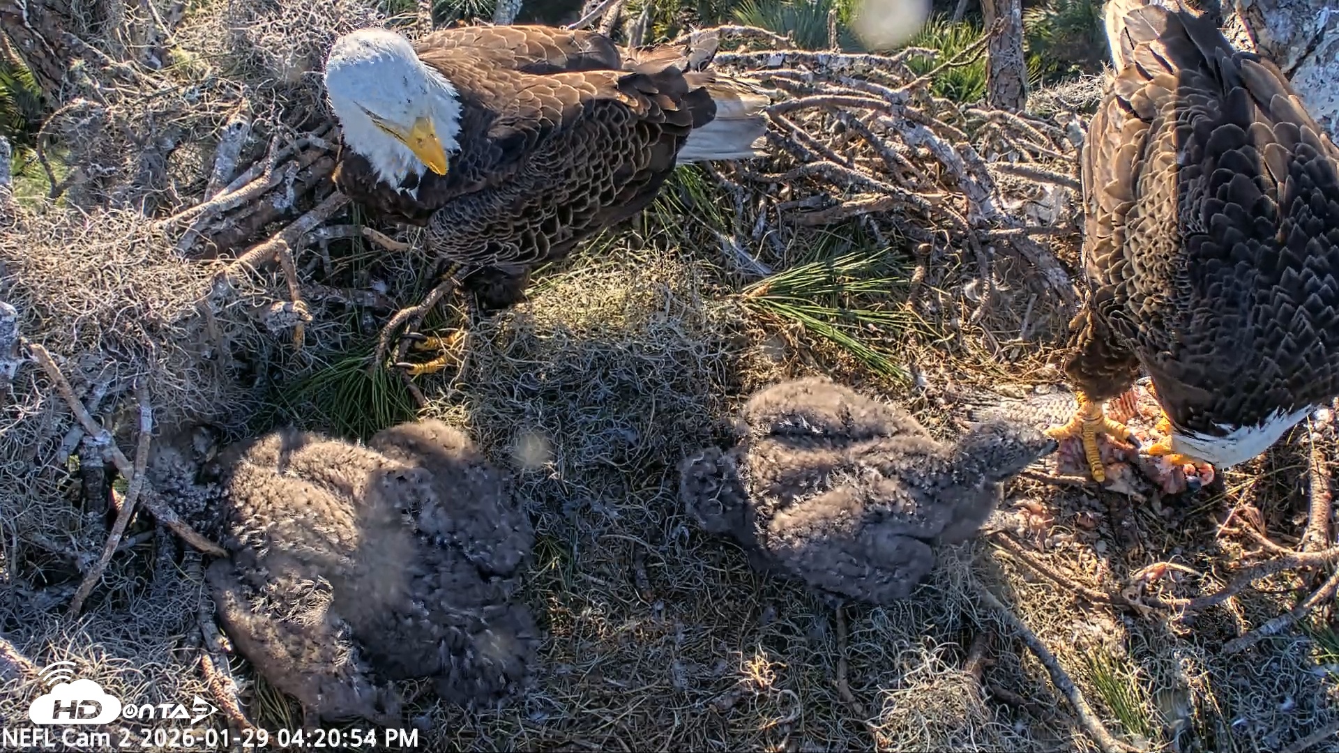 Snapshot of NE Florida Eagles Live Webcam taken Jan 29, 2026, 4:21pm EST
