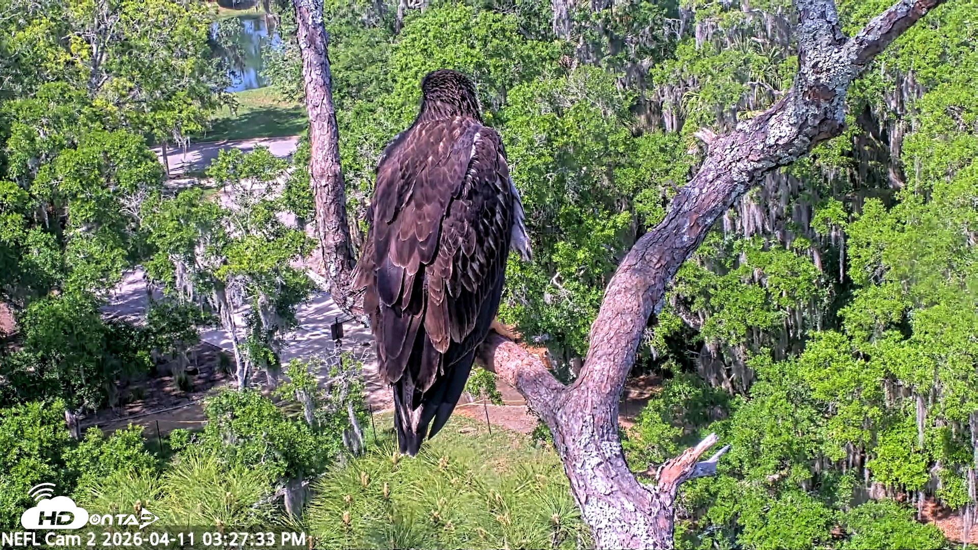 Snapshot of NE Florida Eagles Live Webcam taken Apr 11, 2026, 3:28pm EDT