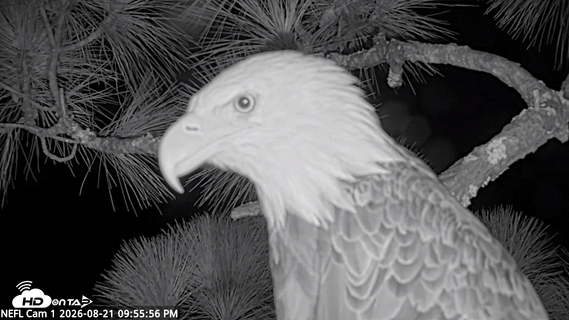 Snapshot of NE Florida Eagles Live Webcam taken Aug 21, 2026, 9:56pm EDT