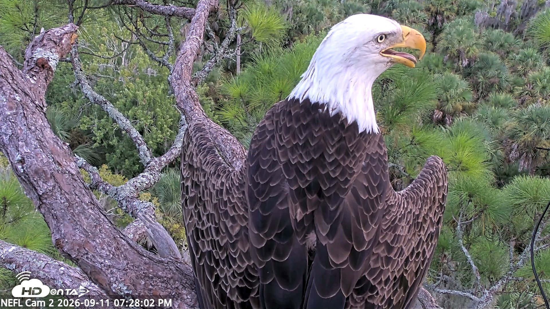 Snapshot of NE Florida Eagles Live Webcam taken Sep 11, 2026, 7:28pm EDT