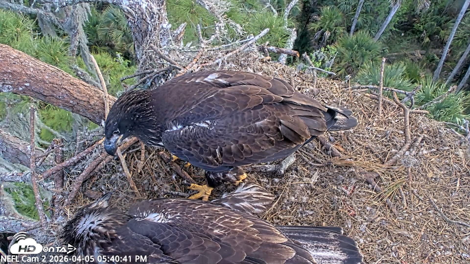 Snapshot of NE Florida Eagles Live Webcam taken Apr 5, 2026, 5:41pm EDT