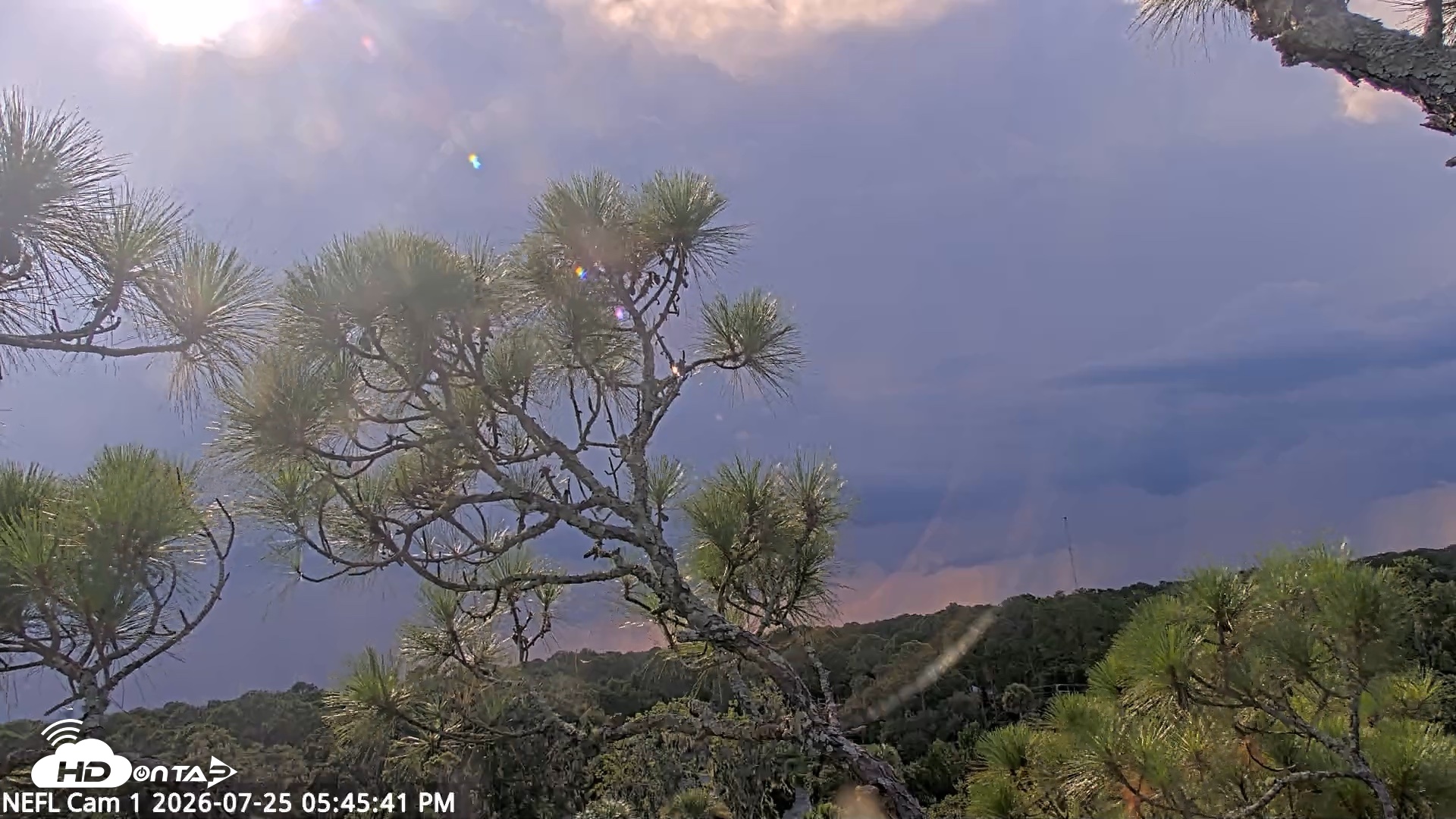 Snapshot of NE Florida Eagles Live Webcam taken Jul 25, 2026, 5:46pm EDT
