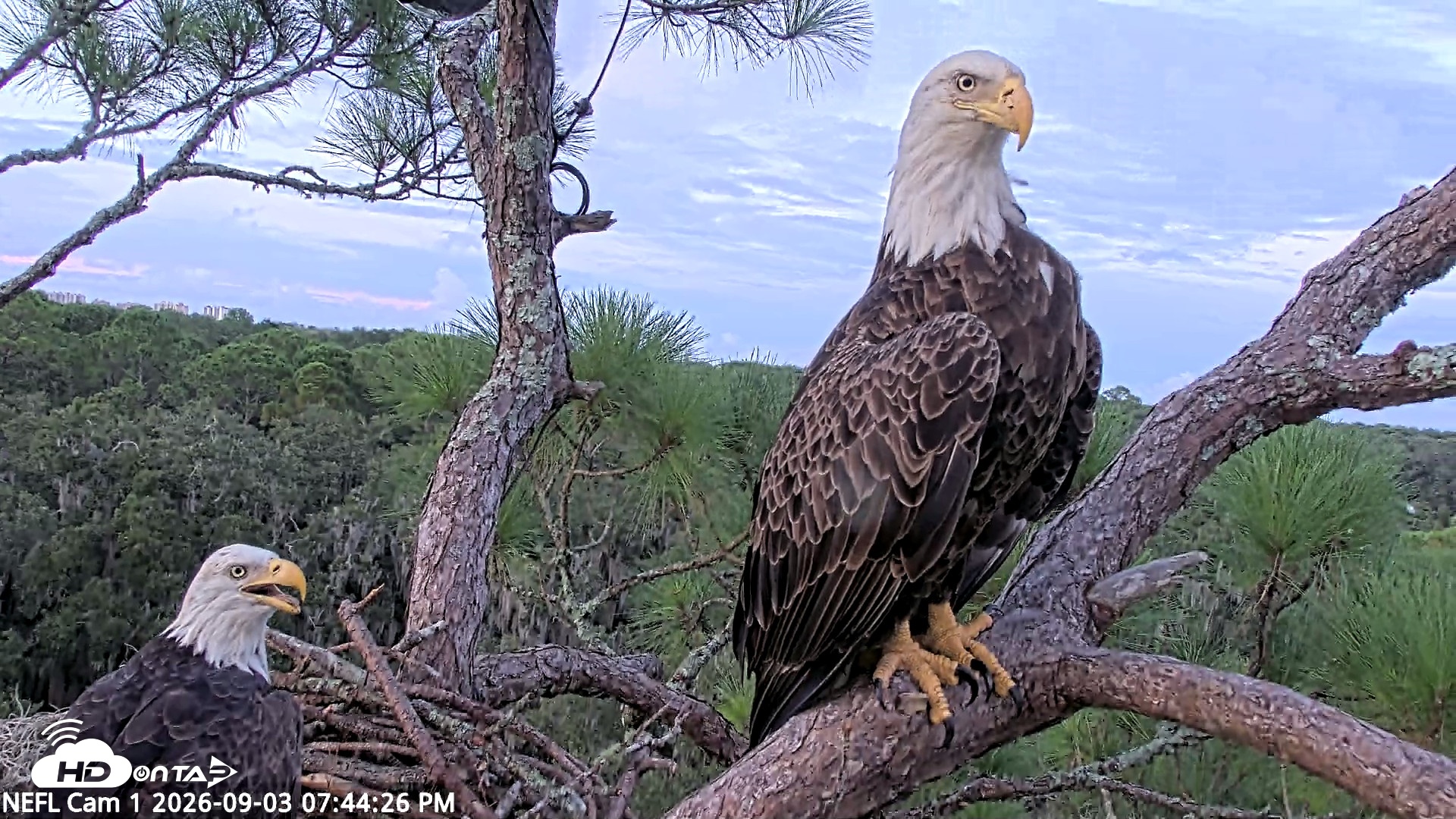Snapshot of NE Florida Eagles Live Webcam taken Sep 3, 2026, 7:45pm EDT