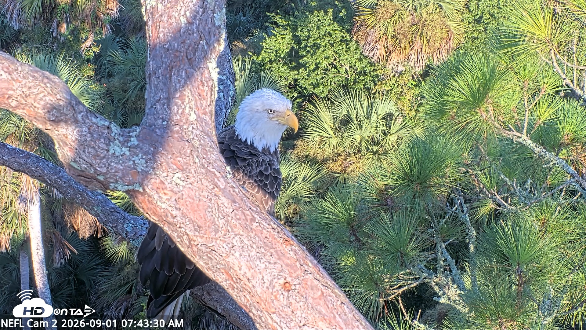 Snapshot of NE Florida Eagles Live Webcam taken Sep 1, 2026, 7:44am EDT