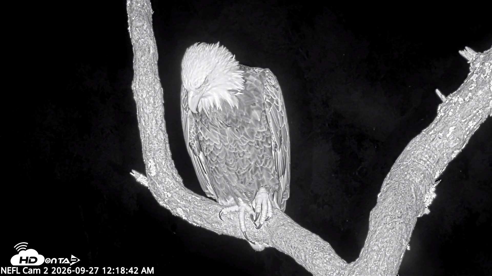 Snapshot of NE Florida Eagles Live Webcam taken Sep 27, 2026, 12:19am EDT