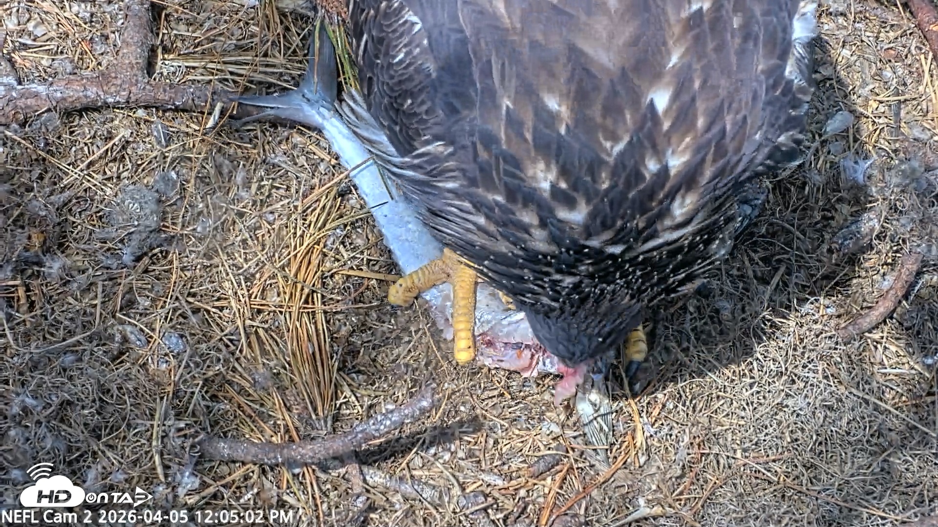 Snapshot of NE Florida Eagles Live Webcam taken Apr 5, 2026, 12:05pm EDT