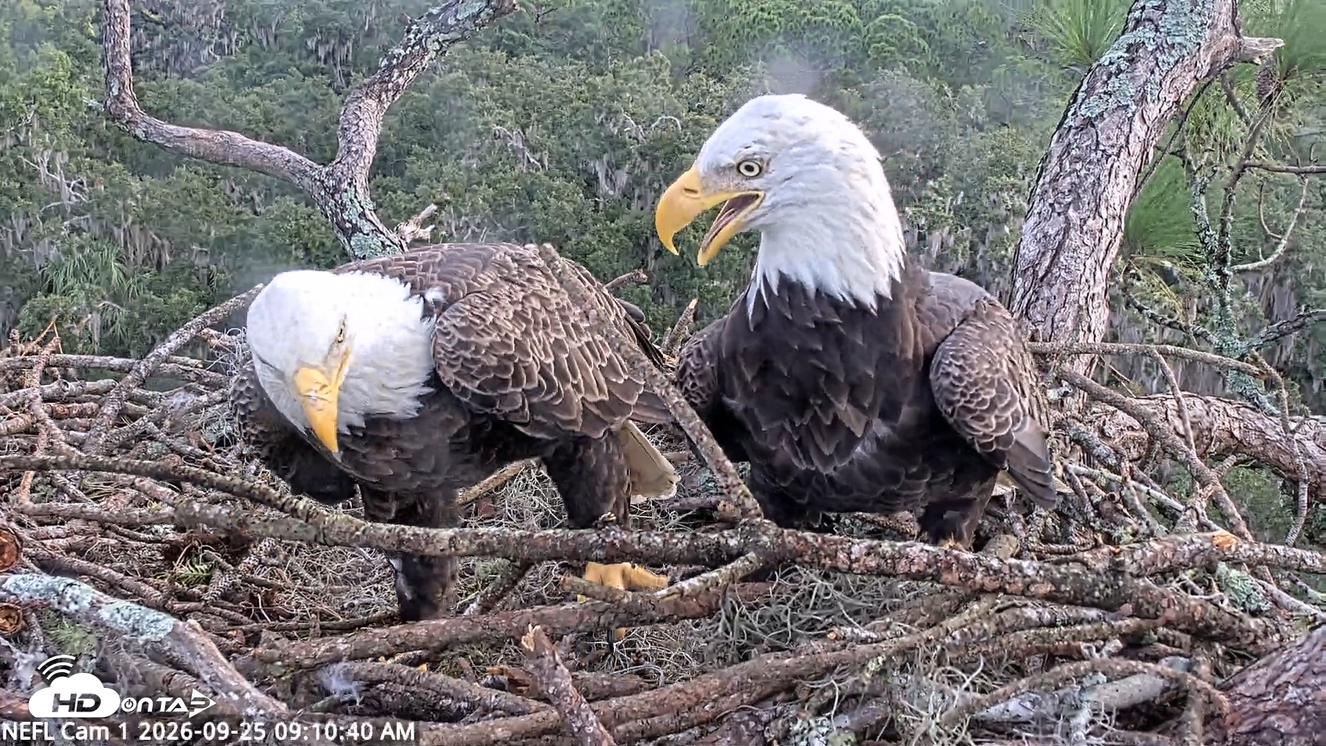 Snapshot of NE Florida Eagles Live Webcam taken Sep 25, 2026, 9:11am EDT