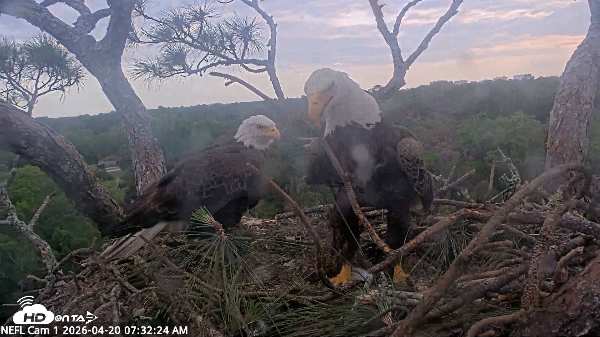 Snapshot of NE Florida Eagles Live Webcam taken Apr 20, 2026, 7:33am EDT