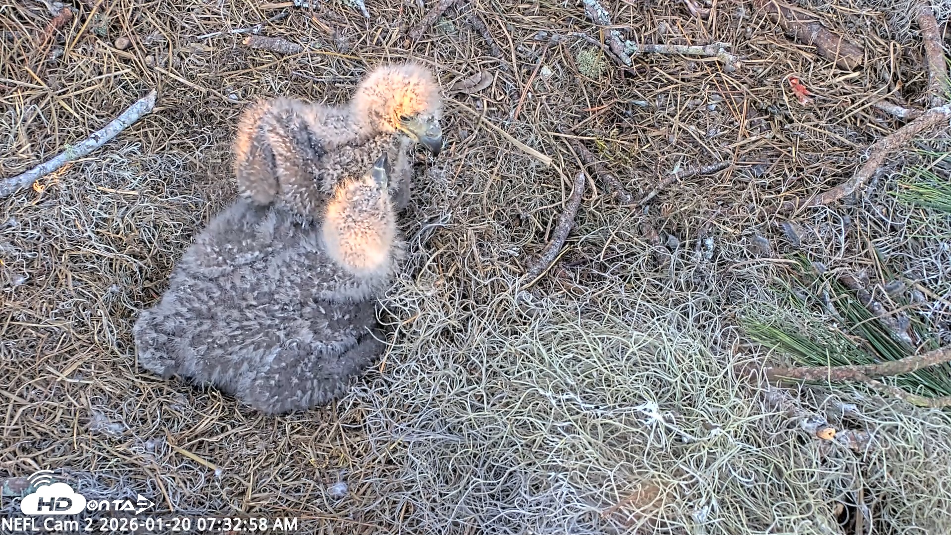 Snapshot of NE Florida Eagles Live Webcam taken Jan 20, 2026, 7:33am EST