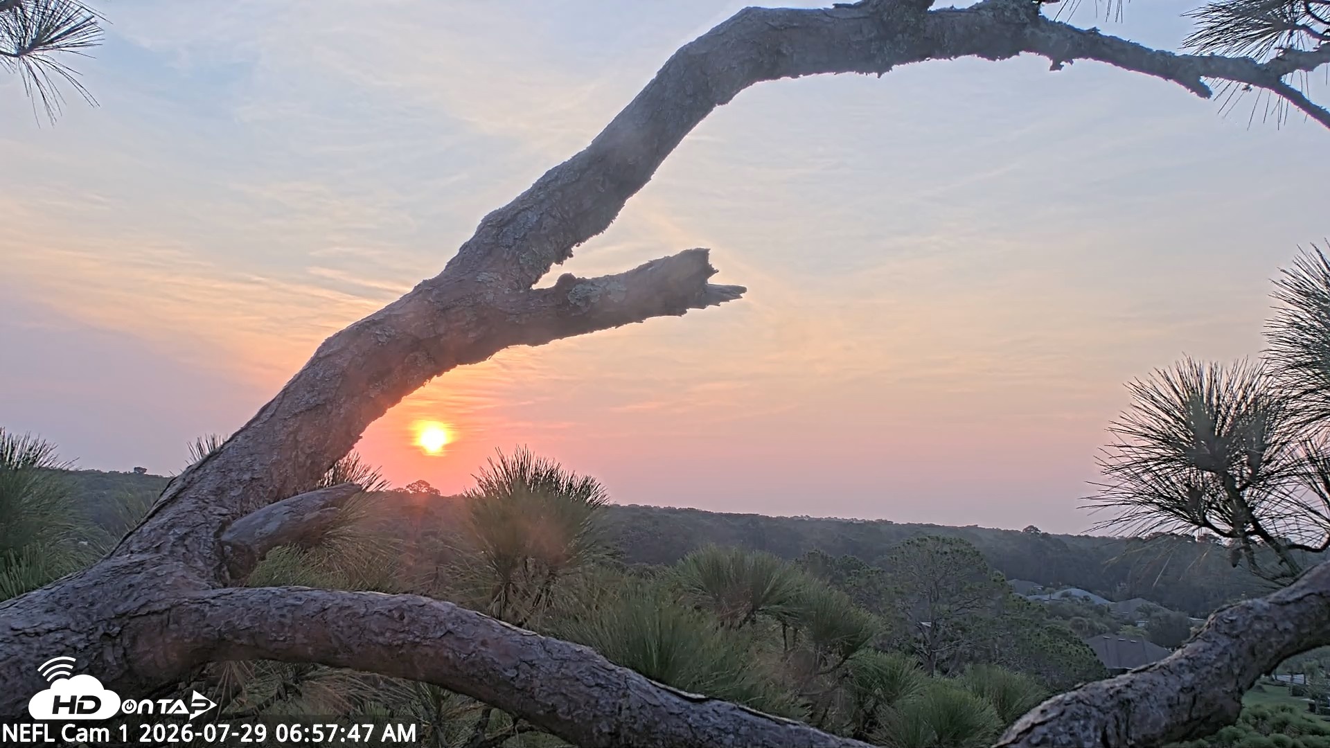 Snapshot of NE Florida Eagles Live Webcam taken Jul 29, 2026, 6:58am EDT