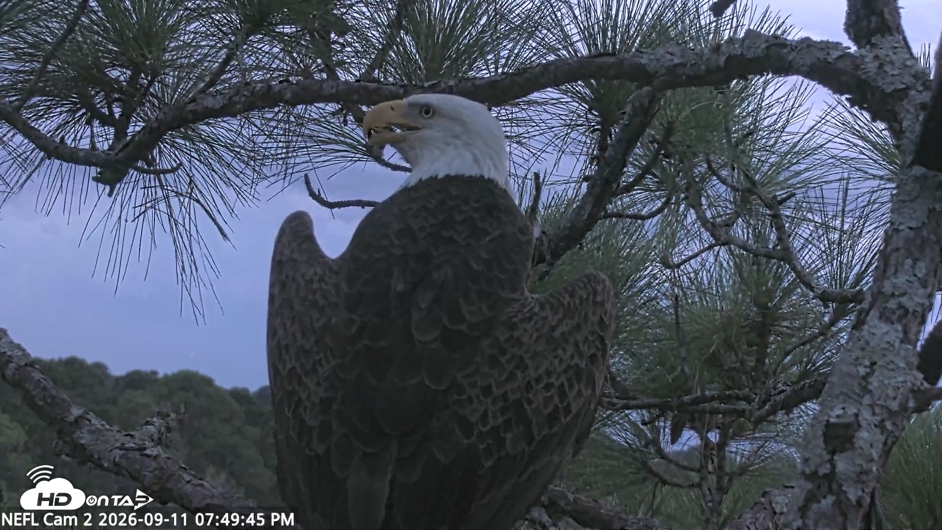 Snapshot of NE Florida Eagles Live Webcam taken Sep 11, 2026, 7:50pm EDT
