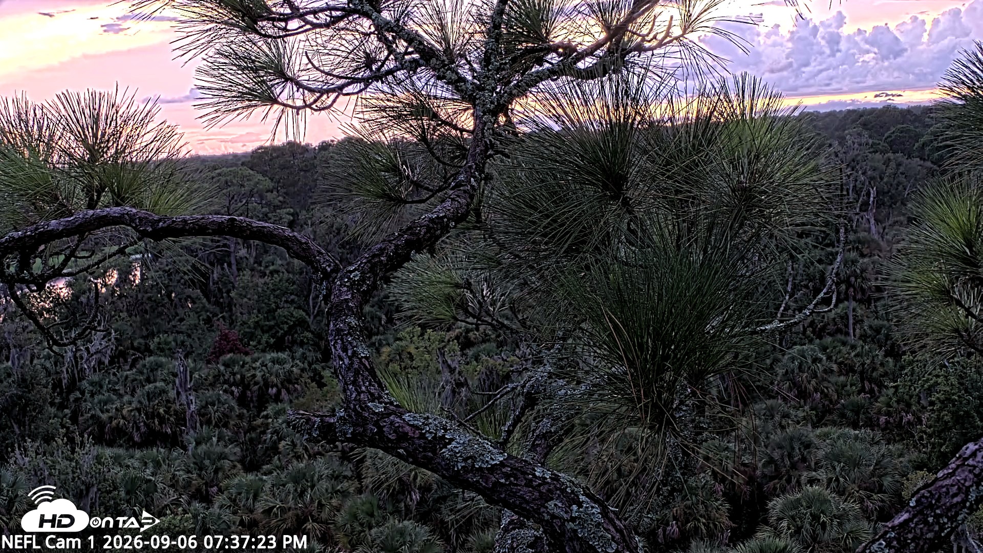 Snapshot of NE Florida Eagles Live Webcam taken Sep 6, 2026, 7:38pm EDT