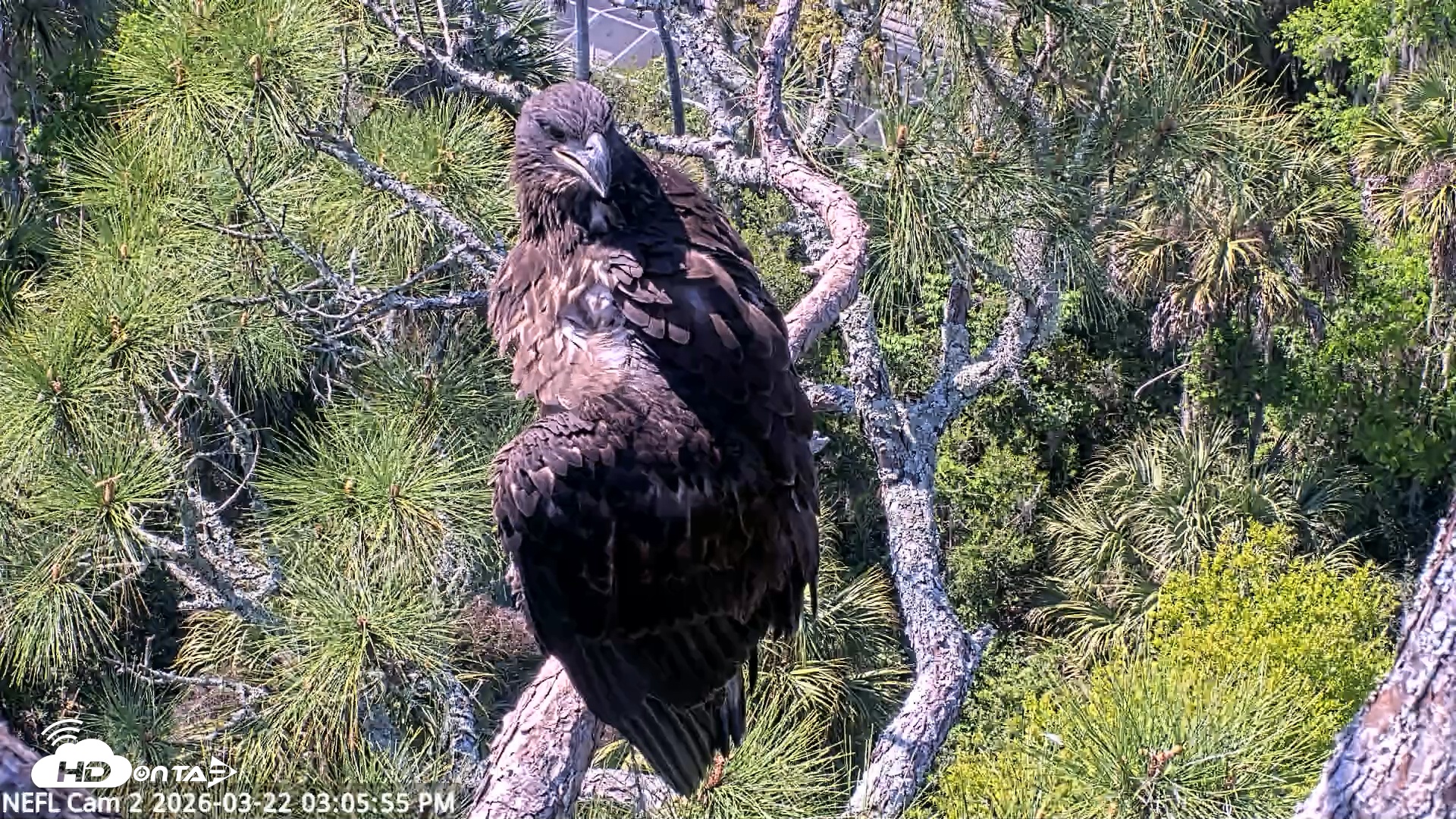 Snapshot of NE Florida Eagles Live Webcam taken Mar 22, 2026, 3:06pm EDT