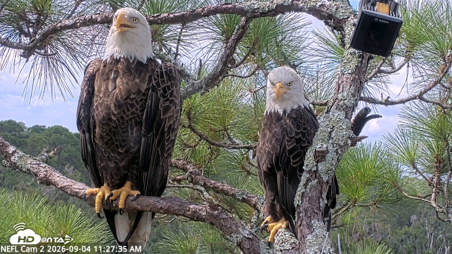 Snapshot of NE Florida Eagles Live Webcam taken Sep 4, 2026, 11:28am EDT