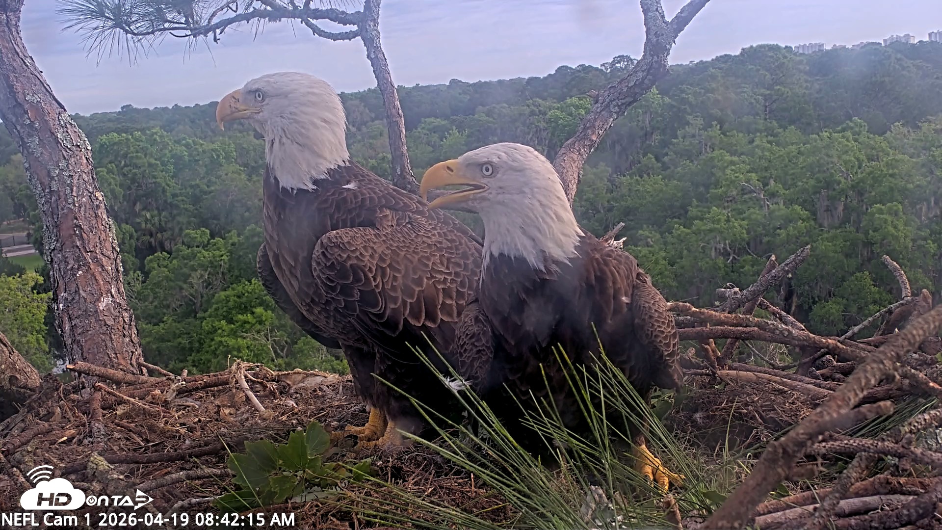 Snapshot of NE Florida Eagles Live Webcam taken Apr 19, 2026, 8:43am EDT