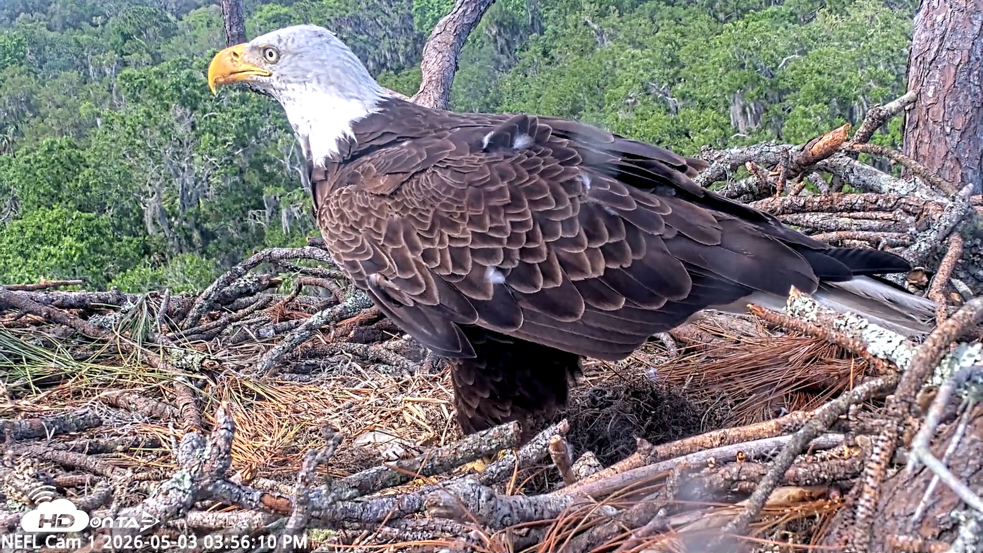 Snapshot of NE Florida Eagles Live Webcam taken May 3, 2026, 3:57pm EDT