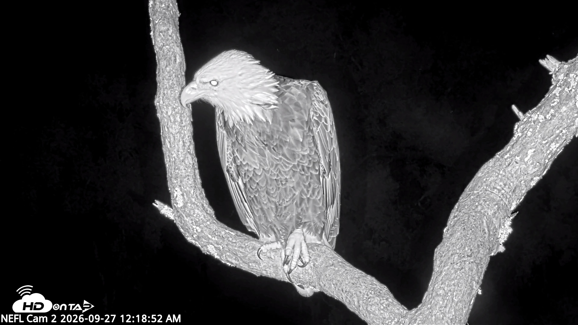 Snapshot of NE Florida Eagles Live Webcam taken Sep 27, 2026, 12:19am EDT