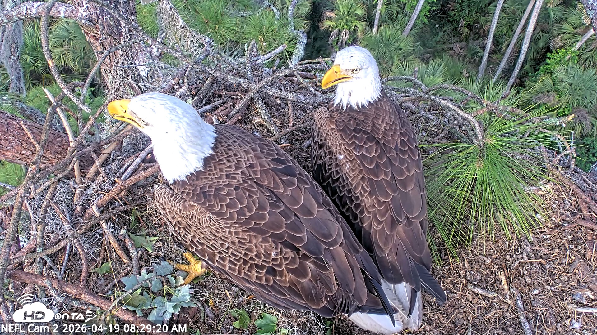 Snapshot of NE Florida Eagles Live Webcam taken Apr 19, 2026, 8:30am EDT