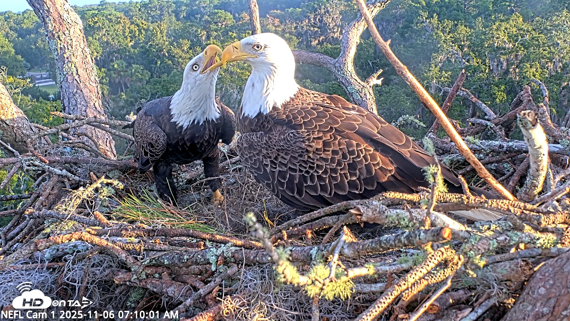 Snapshot of NE Florida Eagles Live Webcam taken Nov 6, 2025, 7:10am EST
