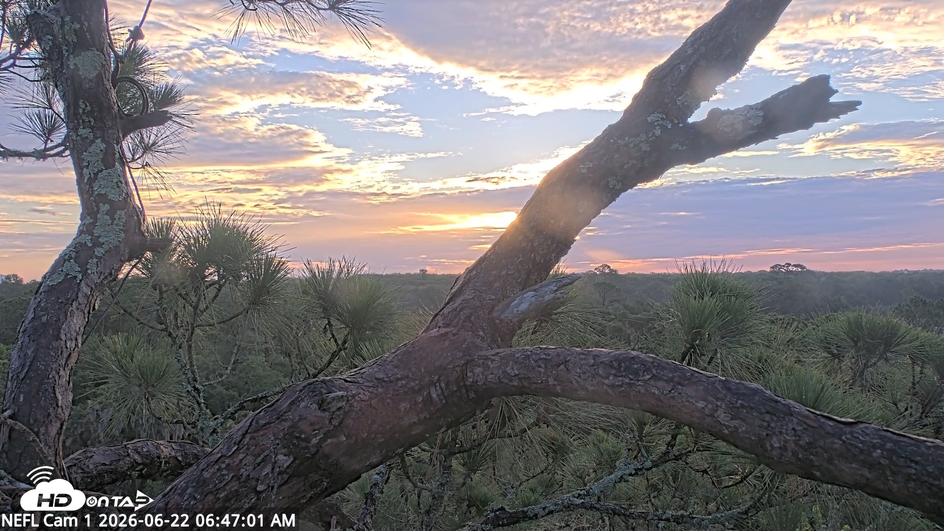 Snapshot of NE Florida Eagles Live Webcam taken Jun 22, 2026, 6:48am EDT