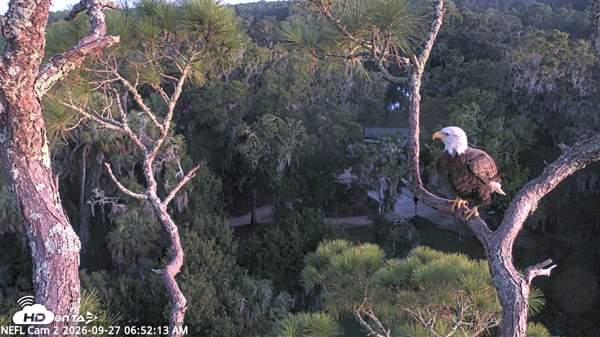 Snapshot of NE Florida Eagles Live Webcam taken Sep 27, 2026, 6:53am EDT