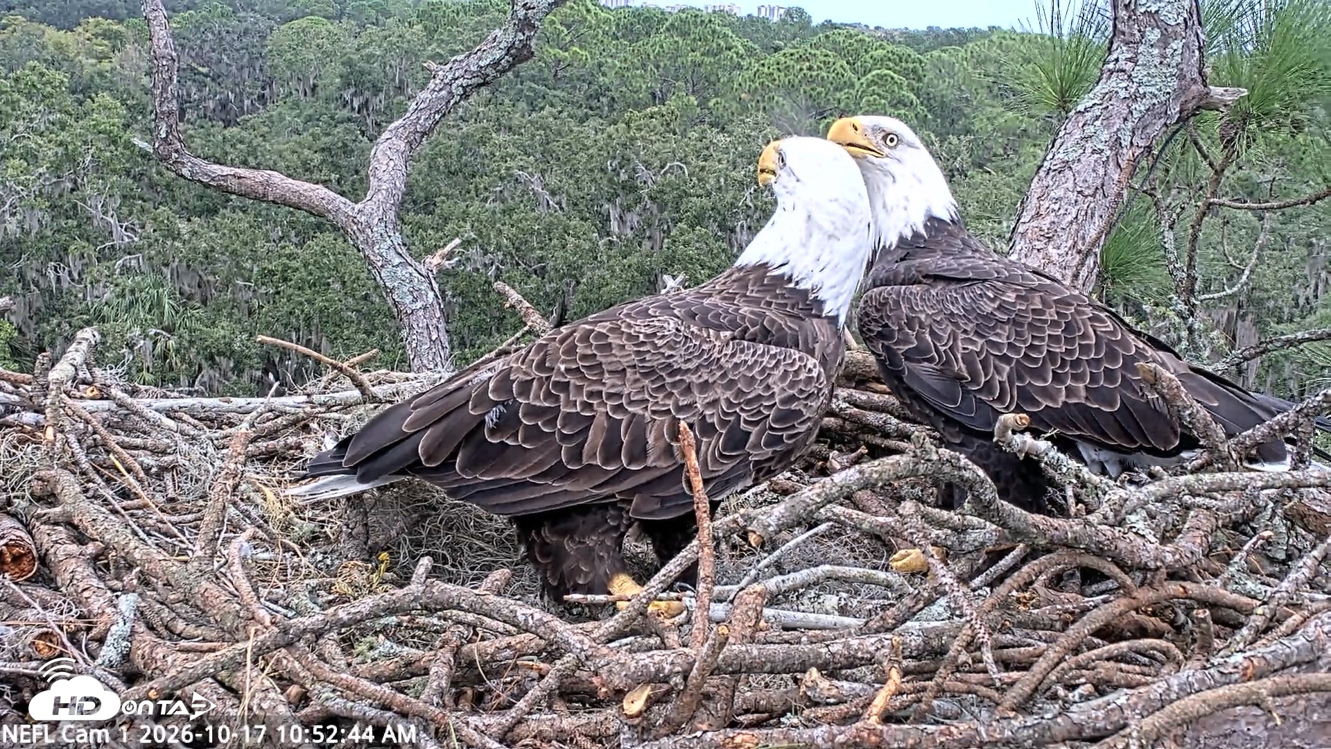 Snapshot of NE Florida Eagles Live Webcam taken Oct 17, 2026, 10:53am EDT