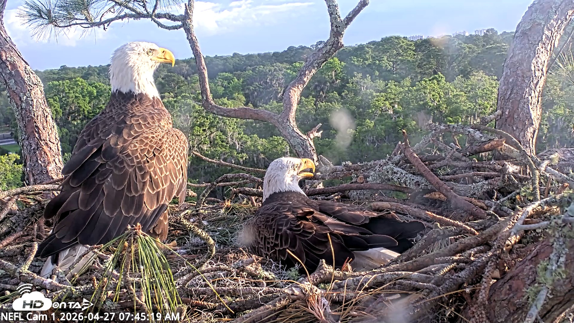 Snapshot of NE Florida Eagles Live Webcam taken Apr 27, 2026, 7:46am EDT