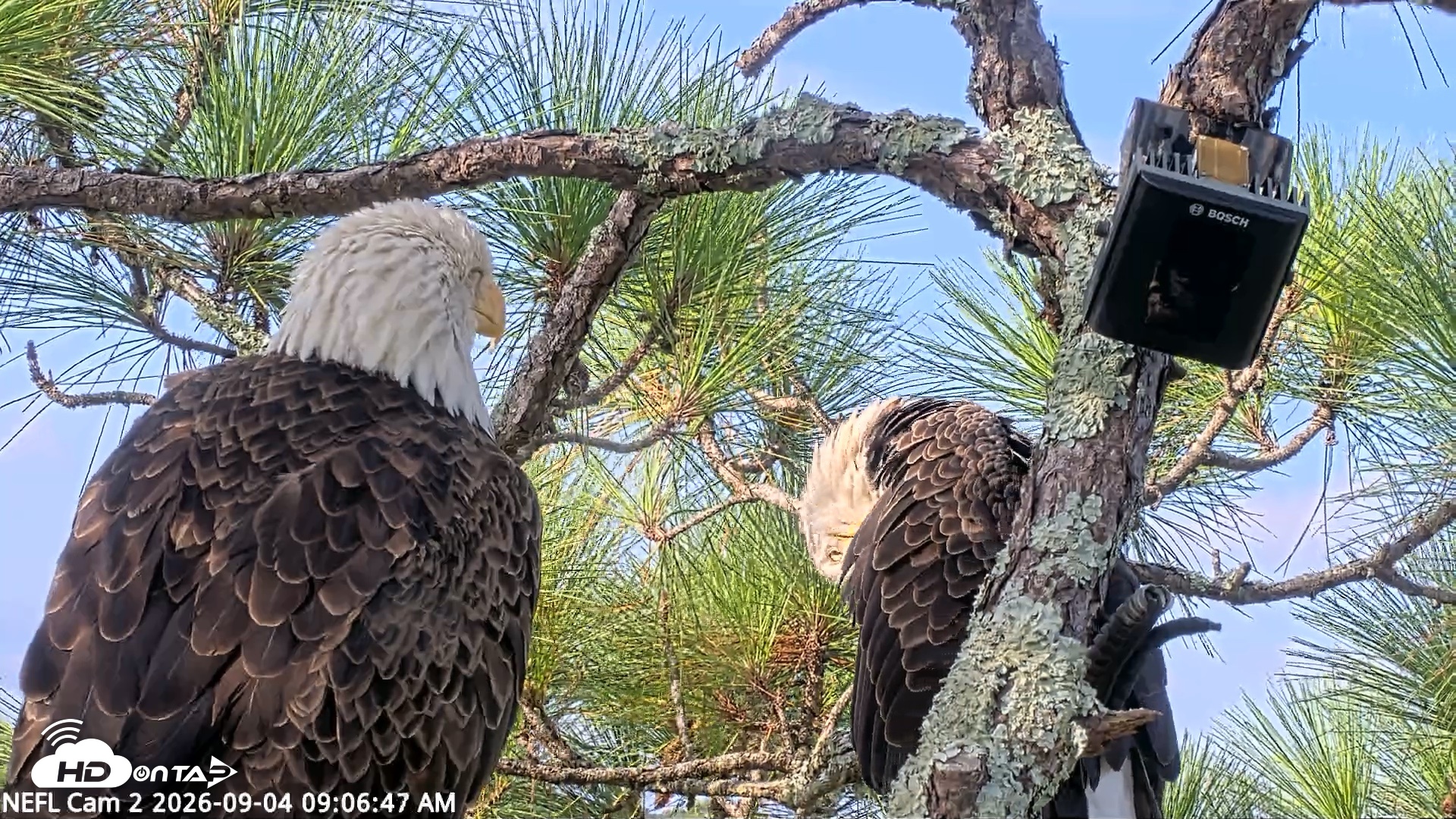Snapshot of NE Florida Eagles Live Webcam taken Sep 4, 2026, 9:07am EDT
