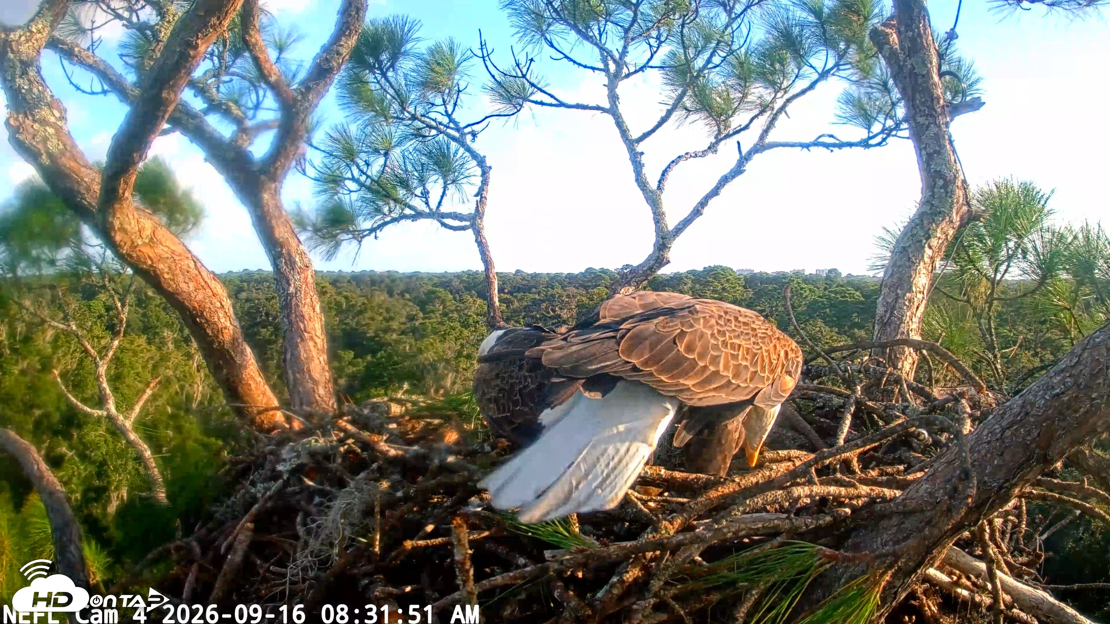 Snapshot of NE Florida Eagles Live Webcam taken Sep 16, 2026, 8:32am EDT