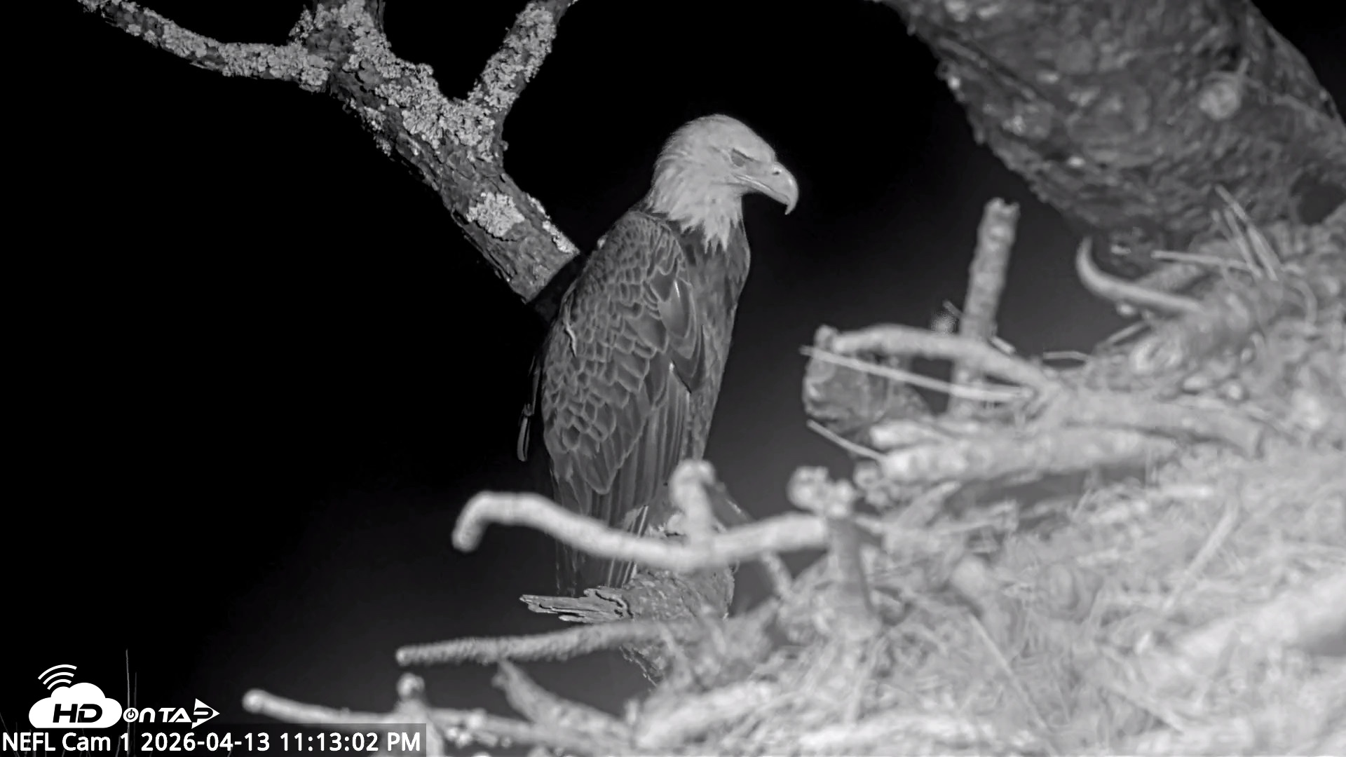 Snapshot of NE Florida Eagles Live Webcam taken Apr 13, 2026, 11:14pm EDT