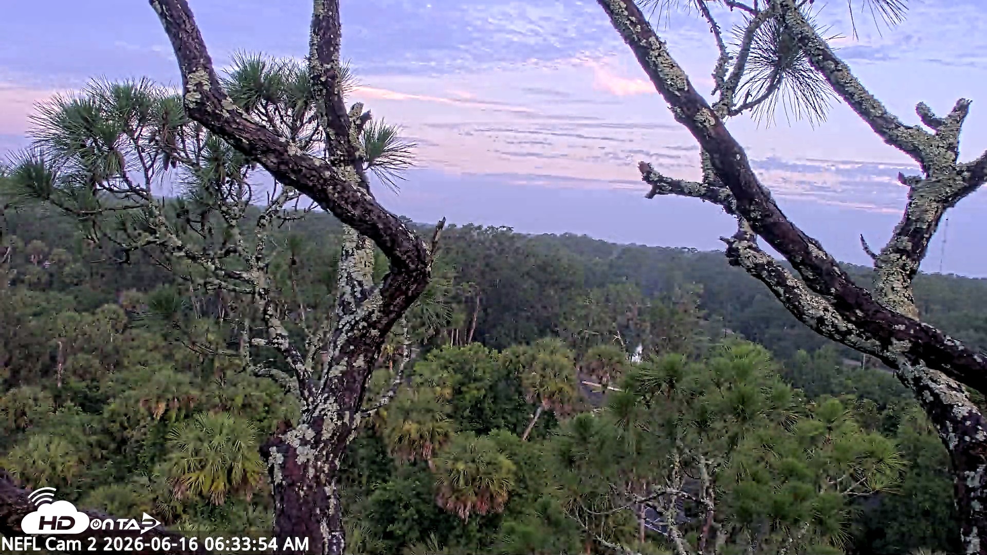 Snapshot of NE Florida Eagles Live Webcam taken Jun 16, 2026, 6:35am EDT