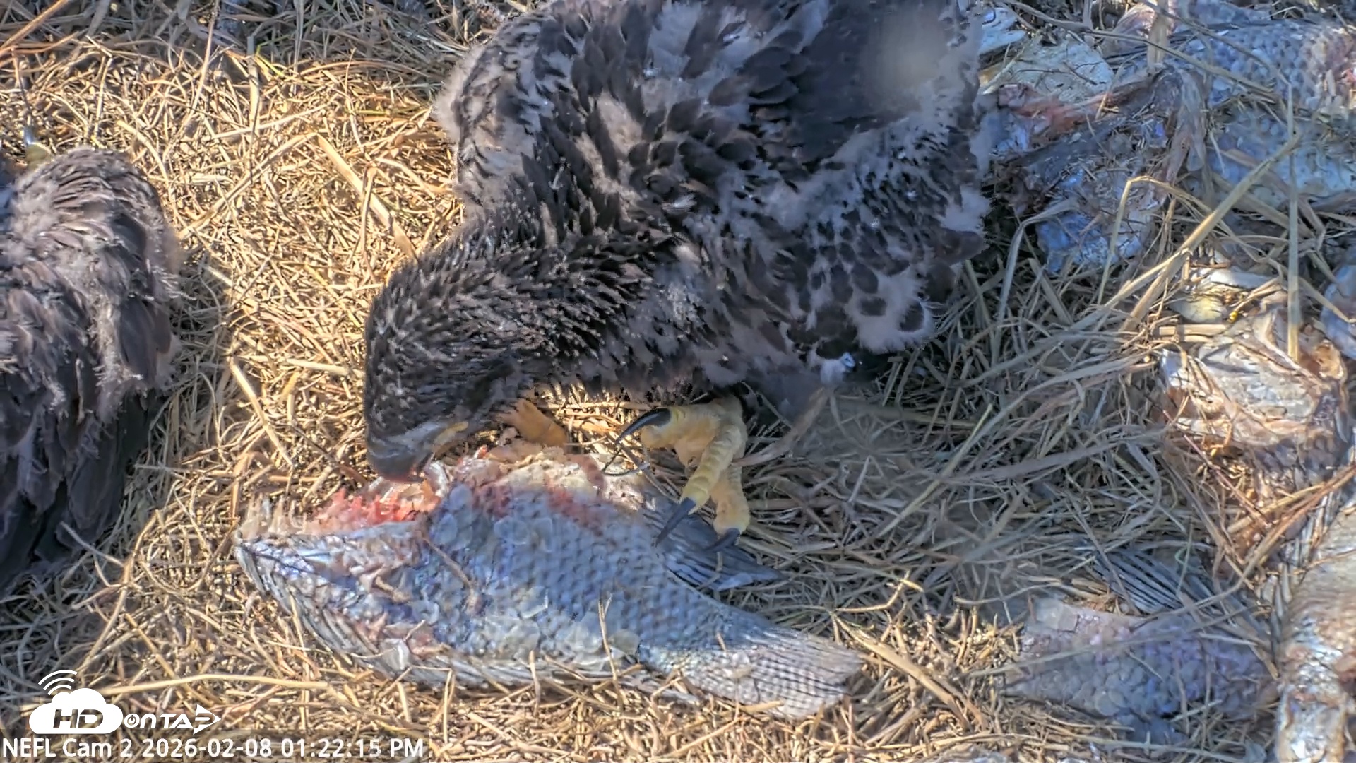 Snapshot of NE Florida Eagles Live Webcam taken Feb 8, 2026, 1:23pm EST