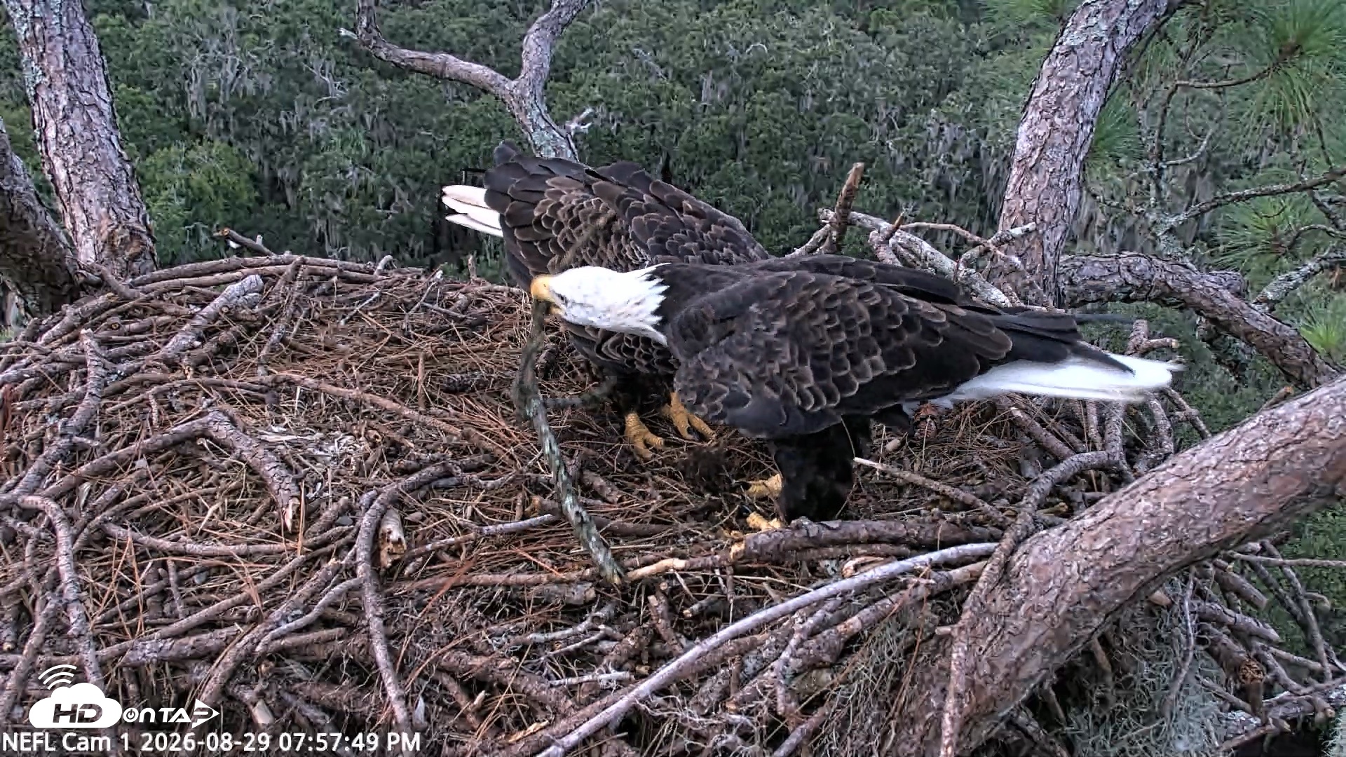 Snapshot of NE Florida Eagles Live Webcam taken Aug 29, 2026, 7:58pm EDT