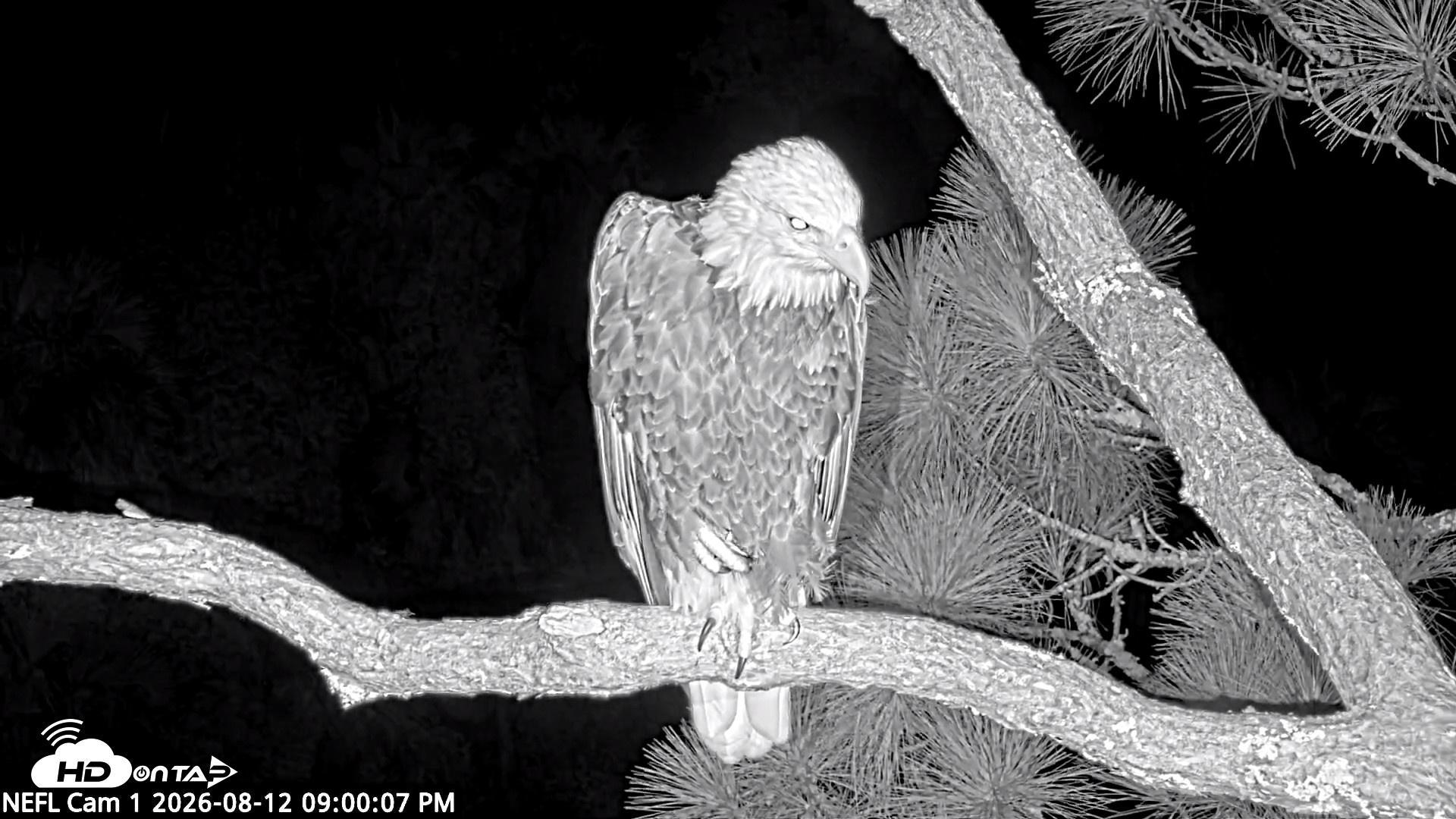 Snapshot of NE Florida Eagles Live Webcam taken Aug 12, 2026, 9:01pm EDT