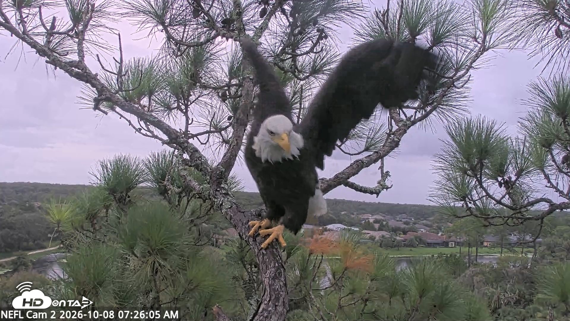 Snapshot of NE Florida Eagles Live Webcam taken Oct 8, 2026, 7:27am EDT