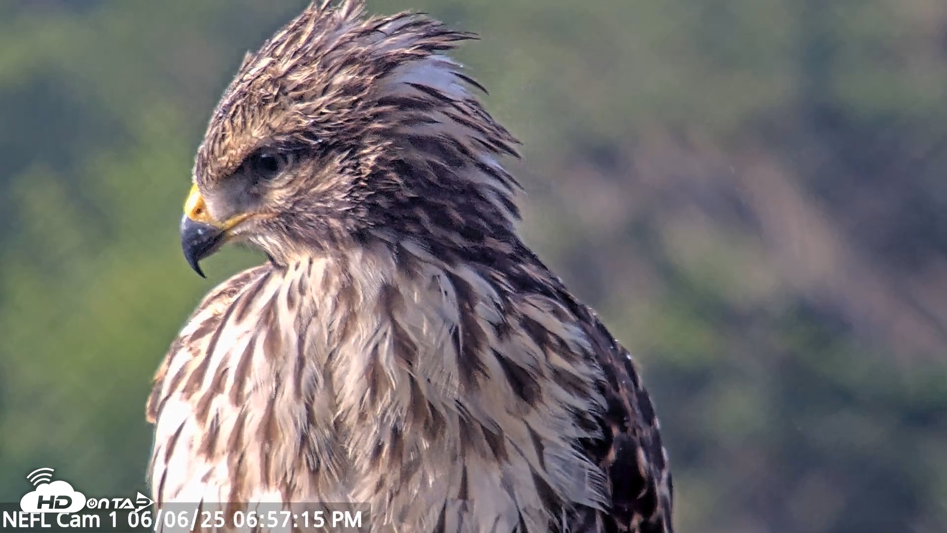 Snapshot of NE Florida Eagles Live Webcam taken Jun 6, 2025, 6:58pm EDT