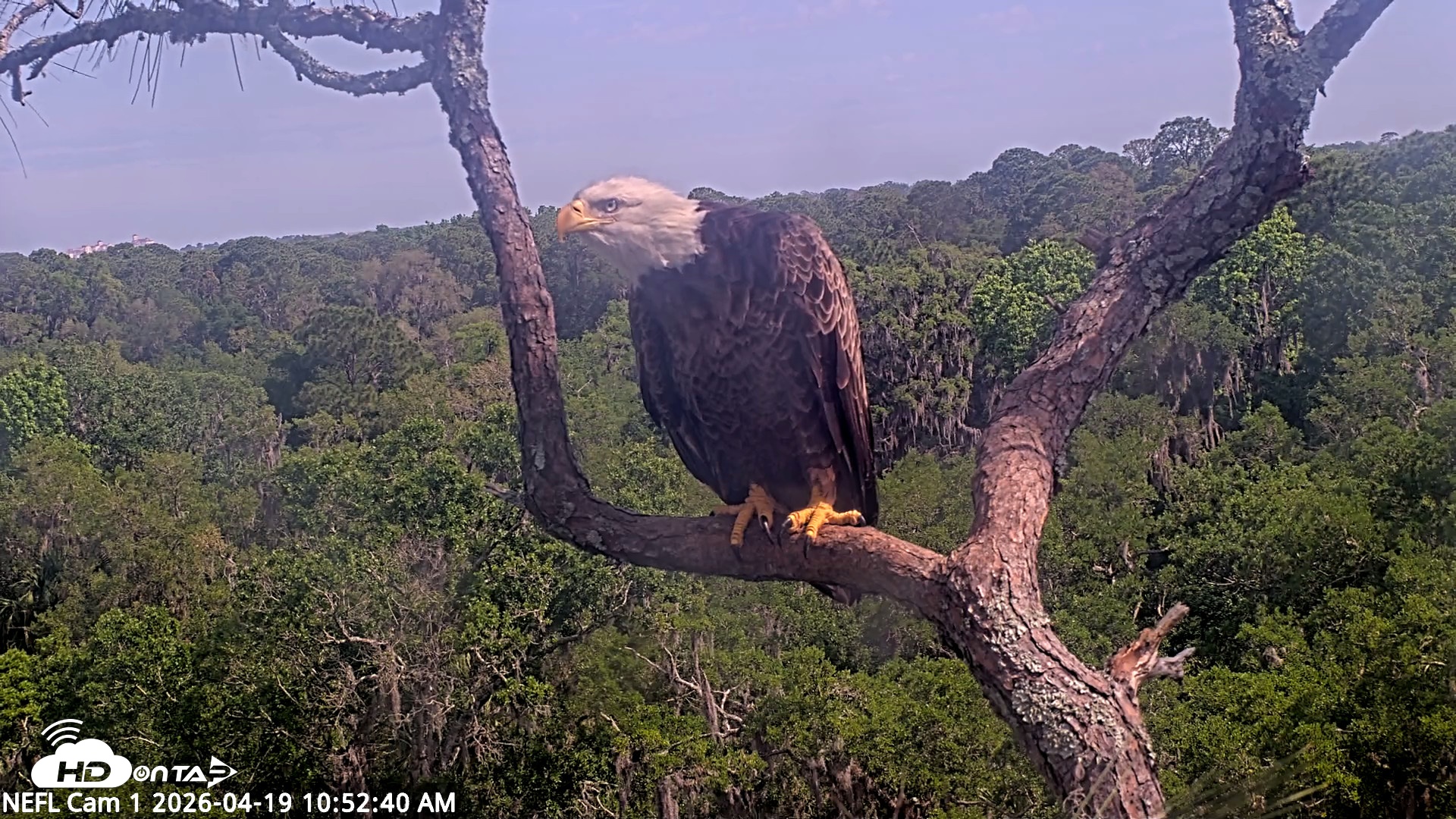 Snapshot of NE Florida Eagles Live Webcam taken Apr 19, 2026, 10:53am EDT