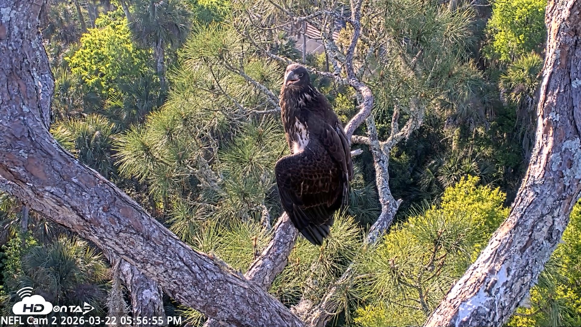 Snapshot of NE Florida Eagles Live Webcam taken Mar 22, 2026, 5:57pm EDT