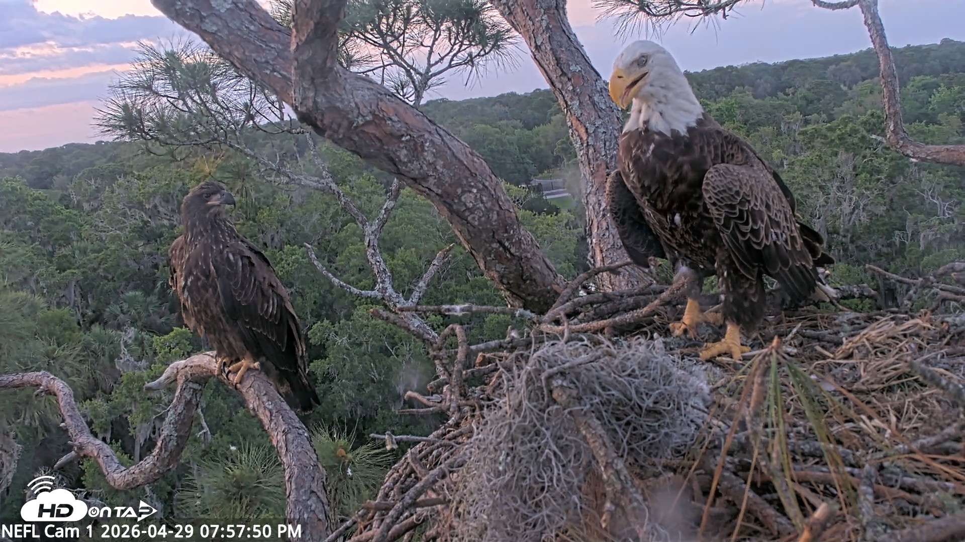 Snapshot of NE Florida Eagles Live Webcam taken Apr 29, 2026, 7:58pm EDT