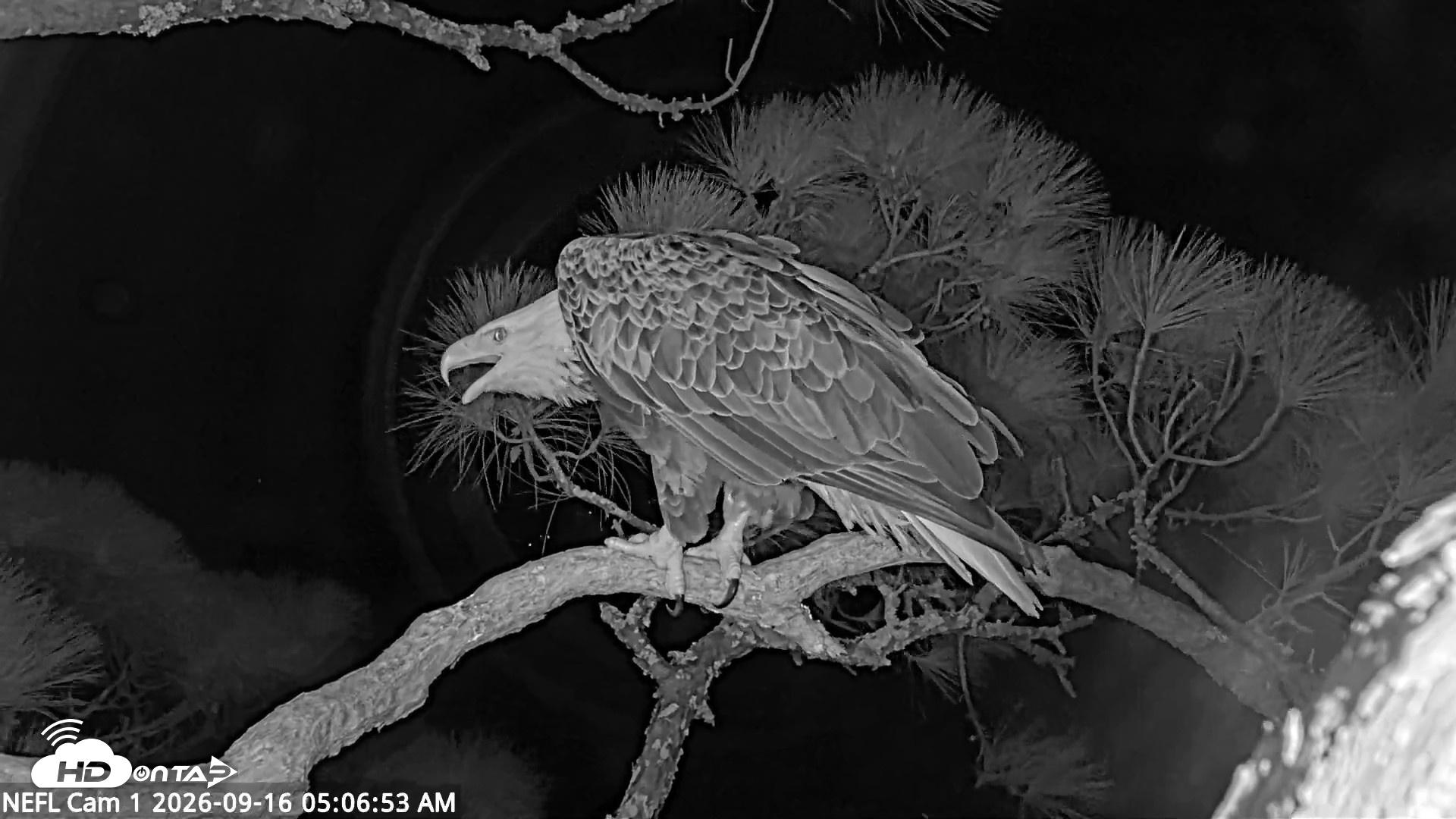 Snapshot of NE Florida Eagles Live Webcam taken Sep 16, 2026, 5:07am EDT