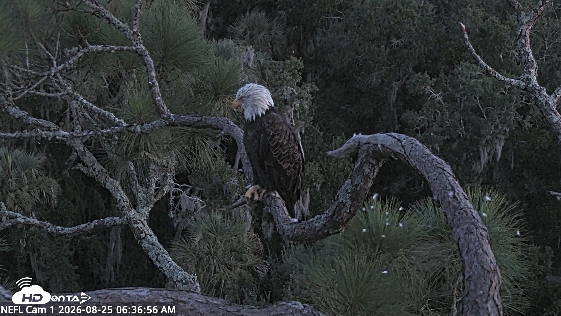 Snapshot of NE Florida Eagles Live Webcam taken Aug 25, 2026, 6:38am EDT