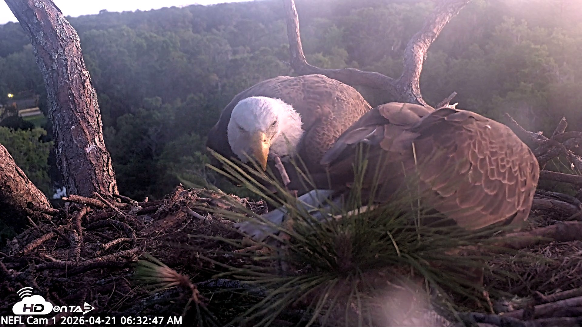 Snapshot of NE Florida Eagles Live Webcam taken Apr 21, 2026, 6:33am EDT